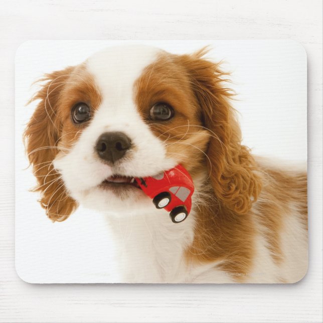 Mousepad Rei Charles Spaniel com carro vermelho na boca. (Frente)
