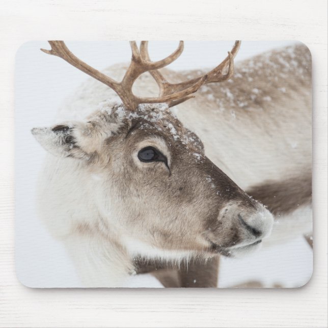 Mousepad Reindeer Nature Photo (Frente)