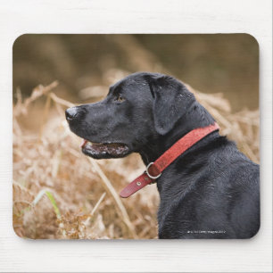 Mousepad Reino Unido, Inglaterra, Suffolk, floresta de