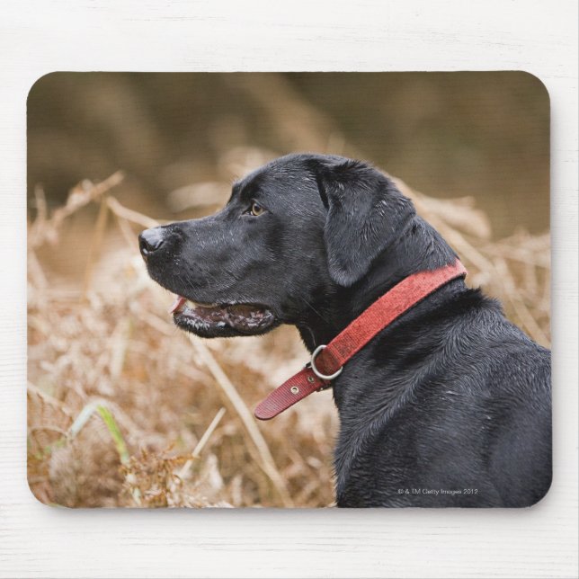Mousepad Reino Unido, Inglaterra, Suffolk, Thetford Forest, (Frente)
