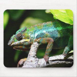 Mousepad répteis, lagartos, natureza