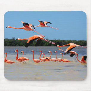 Mousepad Reserva da biosfera de Celestun