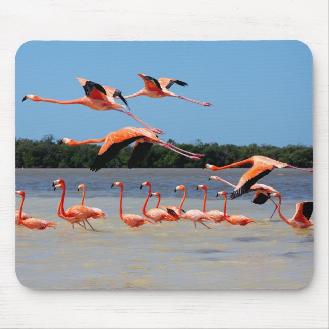 Mousepad Reserva da biosfera de Celestun (Frente)