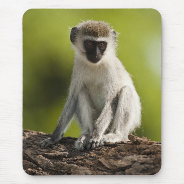 Mousepad Reserva de Jogo Samburu, Quénia, Macaco Vervet, (Frente)