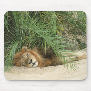 Mousepad Reserva de Mala Mala, província de Mpumalanga, su
