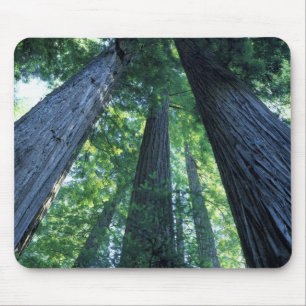 Mousepad Reserva Estadual de Montgomery Woods, Califórnia.