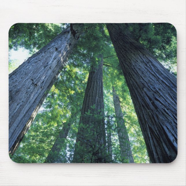 Mousepad Reserva Estadual de Montgomery Woods, Califórnia. (Frente)