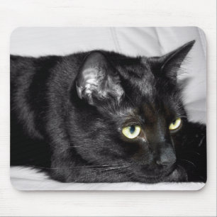 Mousepad Retrato bonito do gato preto