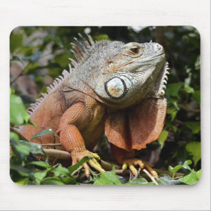 Mousepad Retrato da iguana verde
