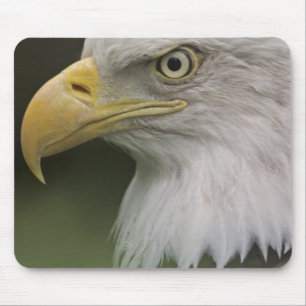Mousepad Retrato de Águia Americana Adulta, Haliaeetus