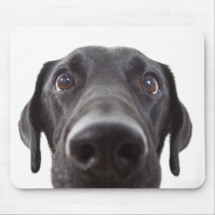 Mousepad Retrato de Closeup Black Labrador