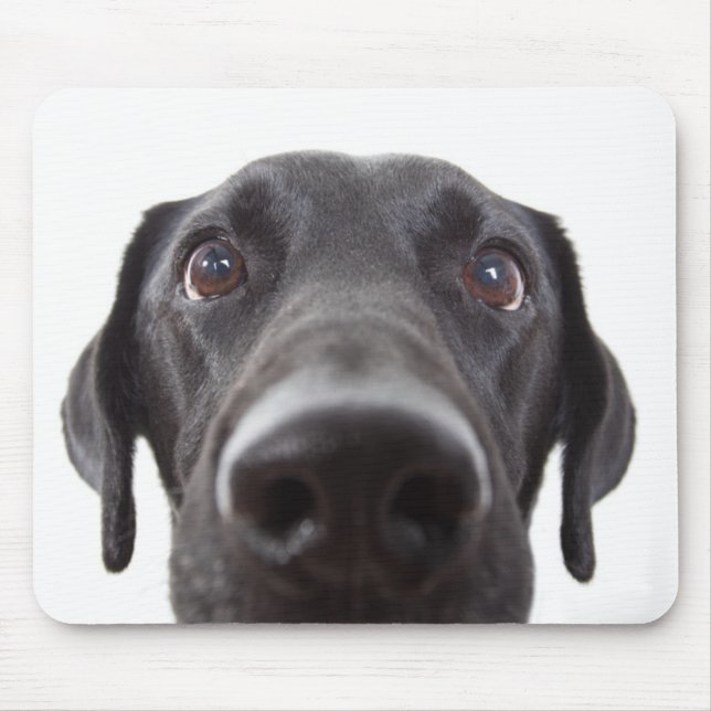 Mousepad Retrato de Closeup do Labrador Negro (Frente)