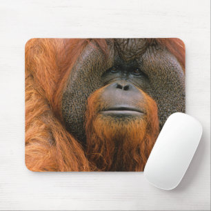 Mousepad Retrato de Orangutango macho, Geórgia, EUA