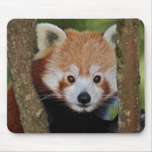 Mousepad Retrato de Panda