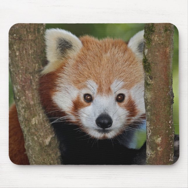 Mousepad Retrato de Panda (Frente)