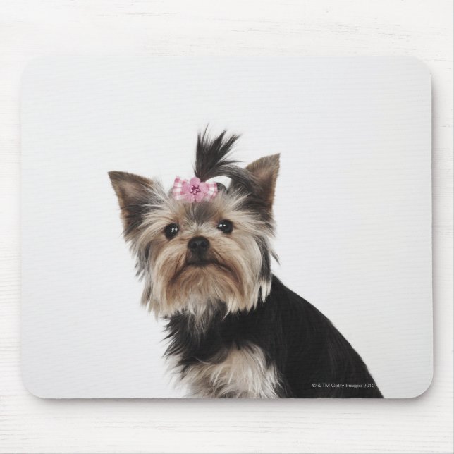 Mousepad Retrato de um cão de Yorkshire Terrier (Frente)