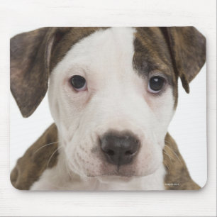 Mousepad Retrato de um filhote de cachorro do pitbull