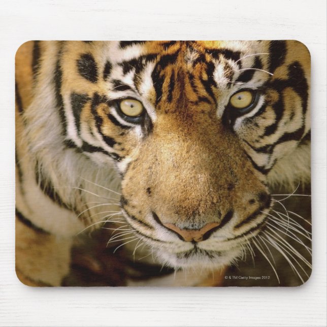 Mousepad Retrato de um tigre (Frente)