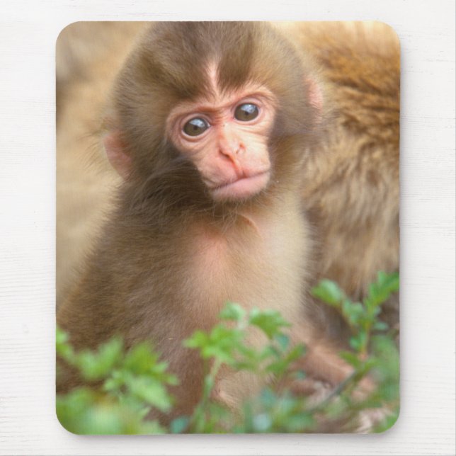 Mousepad Retrato do Bebê Macaco da Neve (Frente)