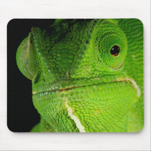 Mousepad Retrato do Camaleão-de-pescoço-flap