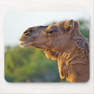 Mousepad Retrato do camelo