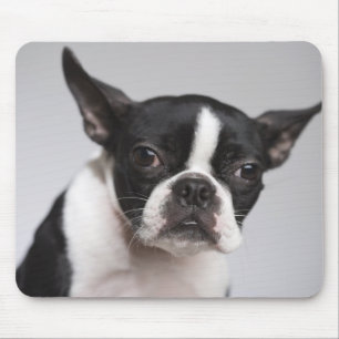 Mousepad Retrato do cão