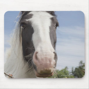 Mousepad Retrato do cavalo de Clydesdale