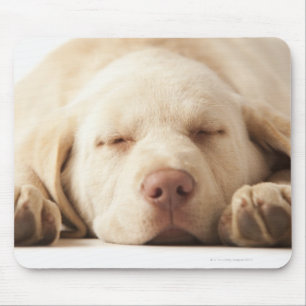 Mousepad Retrato do estúdio de labrador retriever amarelo