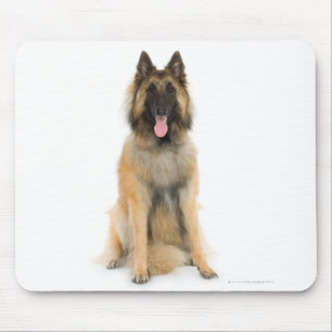 Mousepad Retrato do estúdio do cão de pastor belga