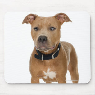 Mousepad Retrato do estúdio do filhote de cachorro