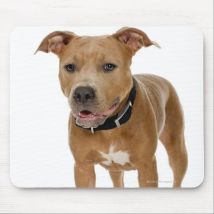 Mousepad Retrato do estúdio do filhote de cachorro