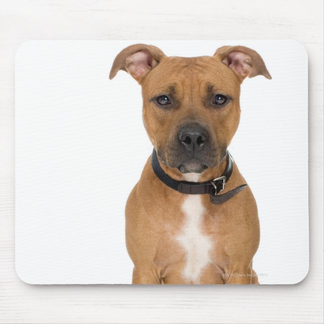 Mousepad Retrato do estúdio do pit bull puppy 3 americano (Frente)