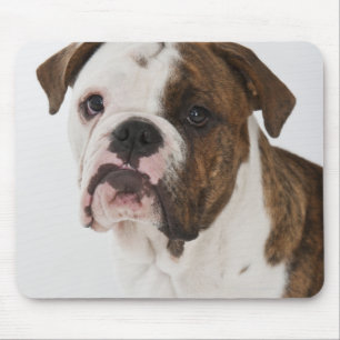 Mousepad Retrato do filhote de cachorro bonito do buldogue