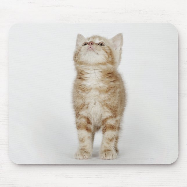 Mousepad Retrato do gatinho olhando para cima (Frente)