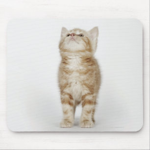 Mousepad Retrato do gatinho que olha acima