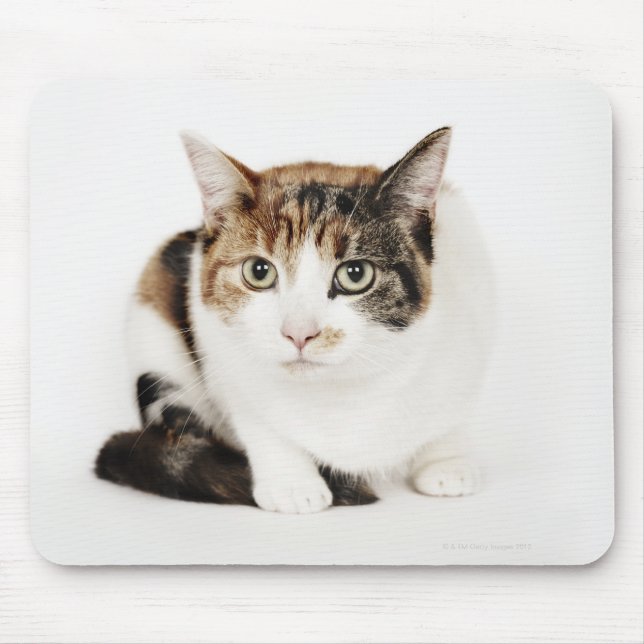Mousepad Retrato do gato Calico (Frente)
