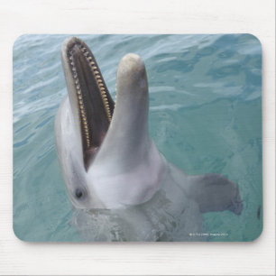 Mousepad Retrato do golfinho de Bottlenose comum, caribe