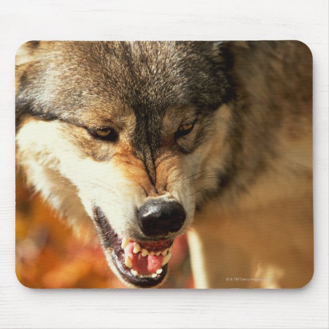 Mousepad Retrato do lobo rosnando (Frente)