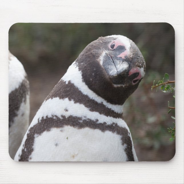 Mousepad Retrato do pinguim de Magellanic (Frente)