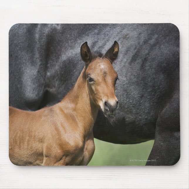 Mousepad retrato do polo marrom (Frente)