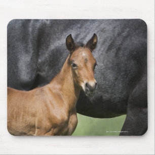 Mousepad retrato do potro marrom