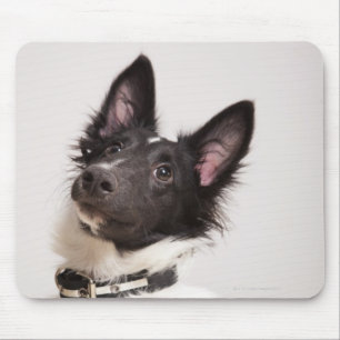 Mousepad Retrato do sheepdog de Shetland preto e branco
