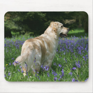 Mousepad Retreiver dourado nas flores
