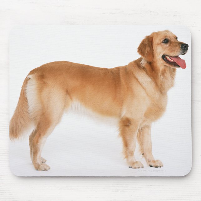 Mousepad Retriever de ouro (Frente)