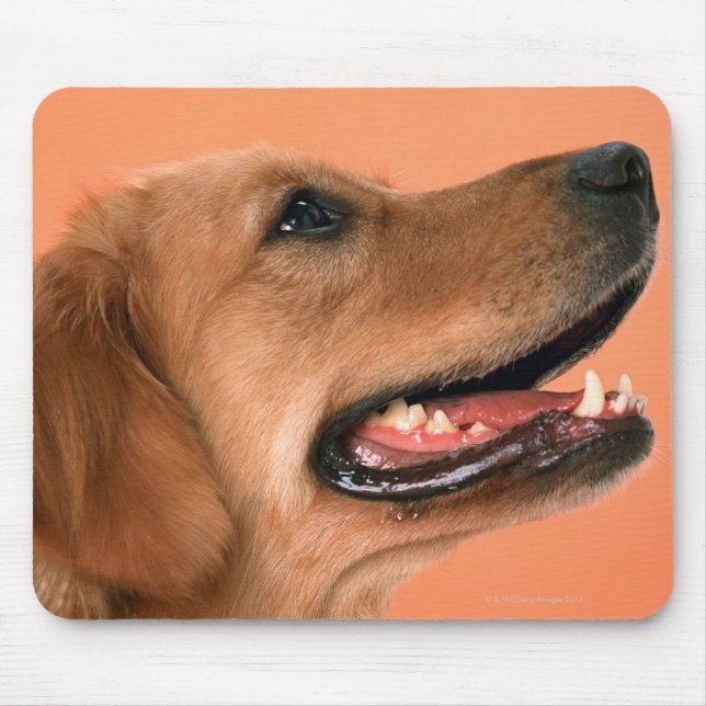 Mousepad Retriever de ouro 7 (Frente)