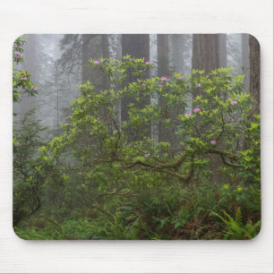 Mousepad Rhododendron no Parque Nacional Redwood Califórnia