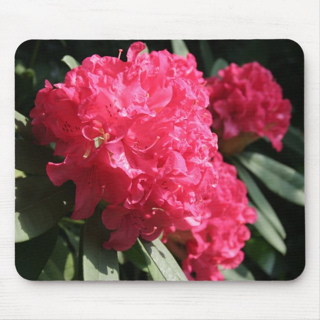 Mousepad Rhododendron rosa (Frente)