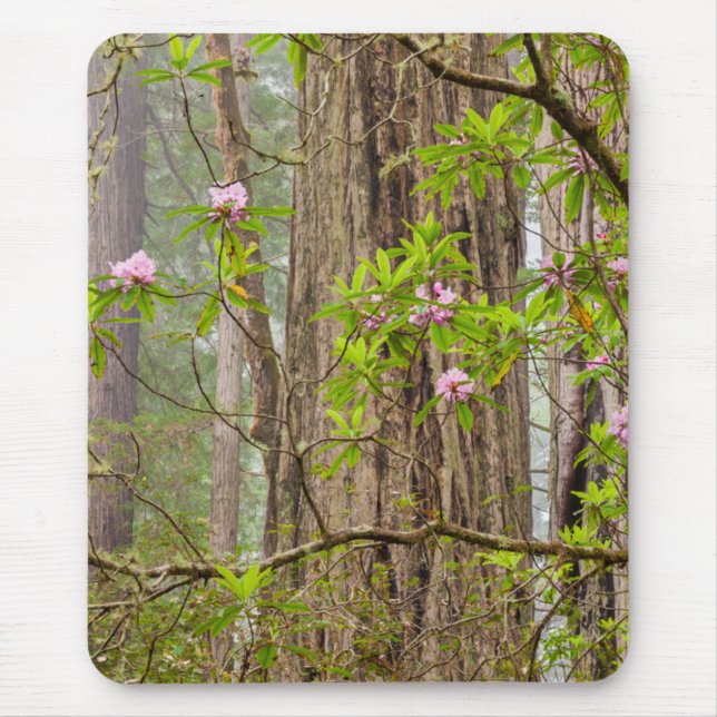 Mousepad Rhododendrons em Flor | Parque Estadual Redwoods,  (Frente)