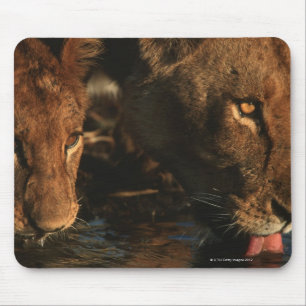 Mousepad Rio de Khwai, reserva dos animais selvagens de