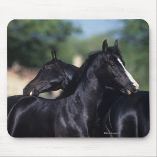 Mousepad Risco árabe do cavalo